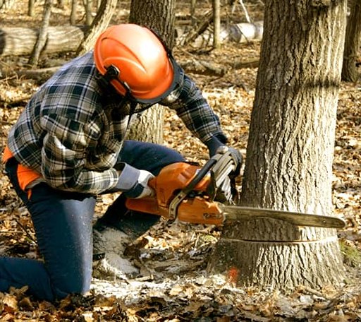 Tree Removal in Nuremberg, PA